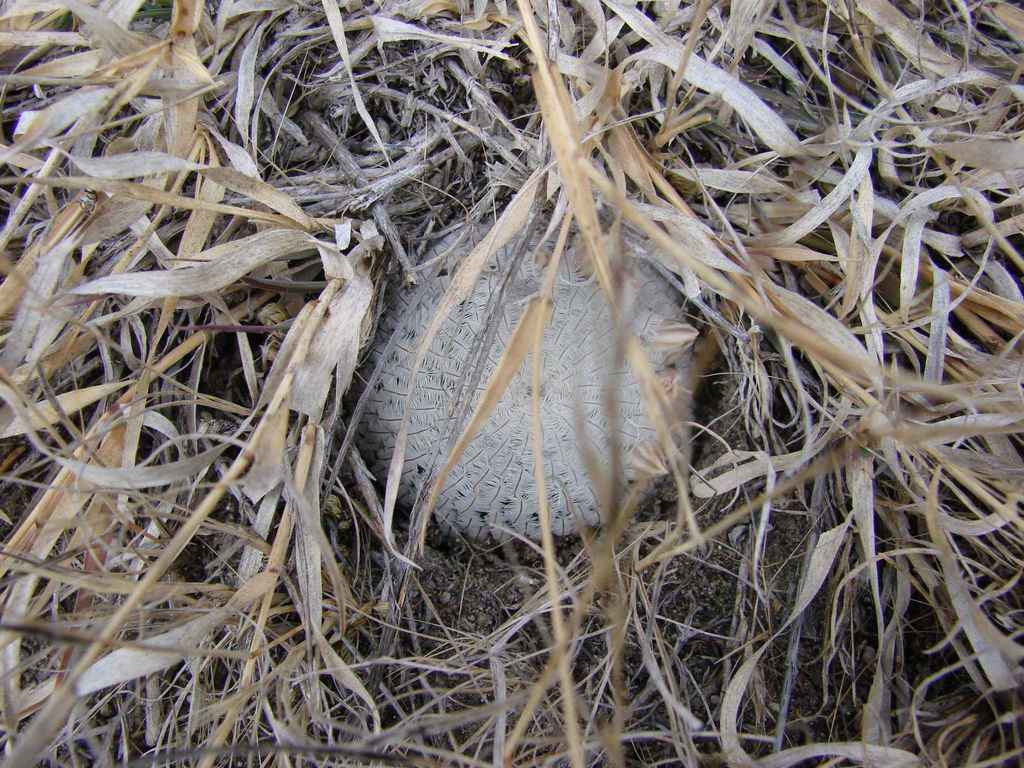 Mammillaria pectinifera, Puebla, MX