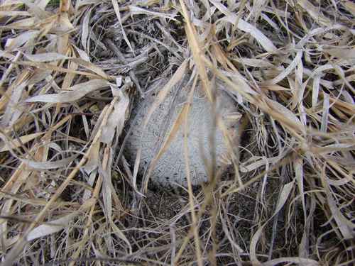 Mammillaria pectinifera