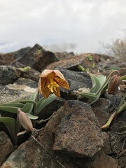 Fritillaria glauca