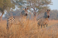 Equus quagga crawshayi