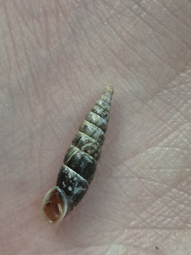Plaited Door-snail