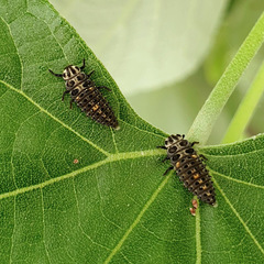 Adalia decempunctata