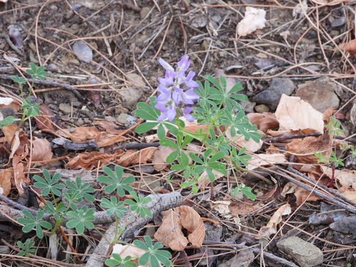 Lupinus succulentus observed 2026-08-28