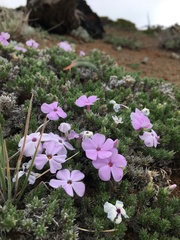 Phlox hoodii canescens