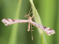 Platyptilia