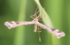 Platyptilia