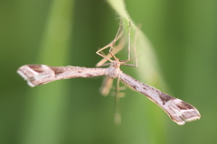 Platyptilia