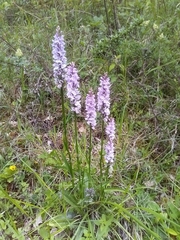 Dactylorhiza maculata