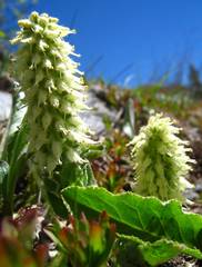 Veronica ritteriana