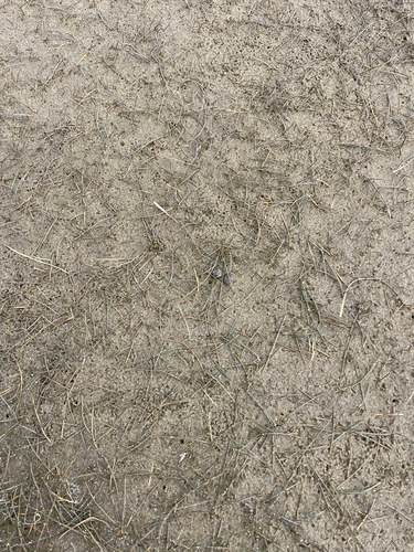 Eleocharis neozelandica observed 2026-08-27