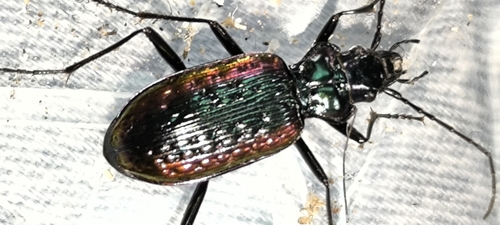 Nebria banksi
