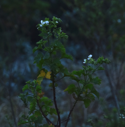 Pelargonium ribifolium, photograph 6