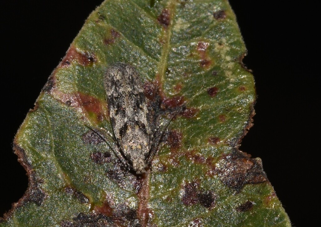 Schneidereria