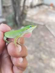 Anolis carolinensis