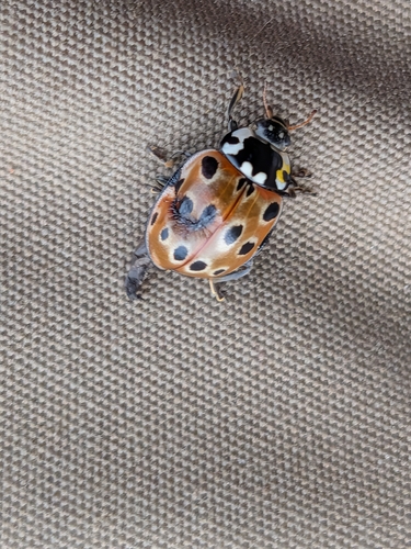 Eyed Ladybird Beetle