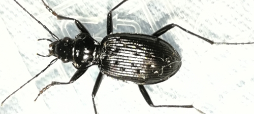 Nebria simulator
