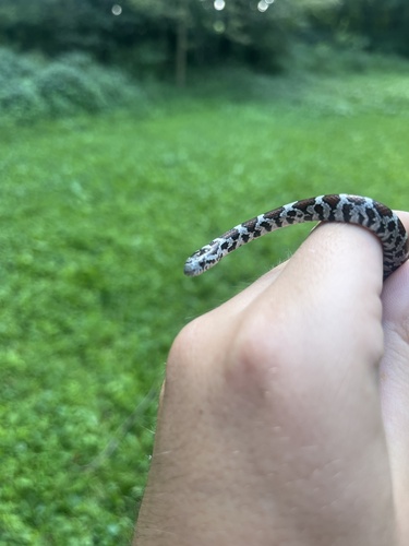 Eastern Milksnake