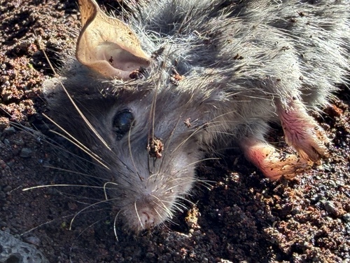 Rattus rattus observed 2026-08-28