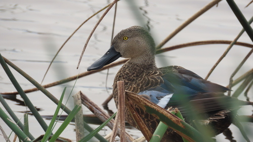 iNaturalist image