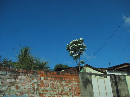 Plumeria pudica