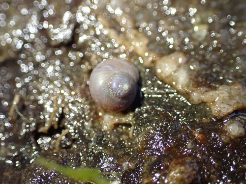 Margarites helicinus observed 2026-08-25