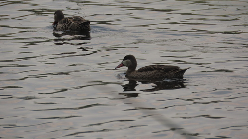 iNaturalist image