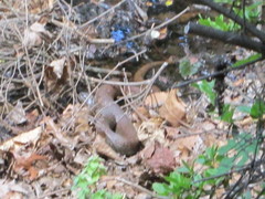 Nerodia sipedon sipedon