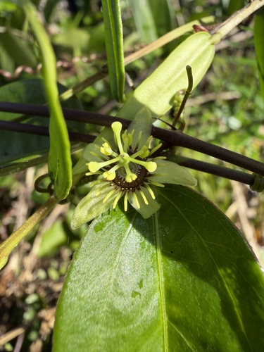 Passiflora suberosa observed 2026-08-28
