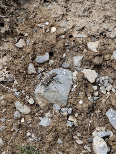 Cicindela sylvicola