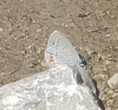 Short-tailed Blue