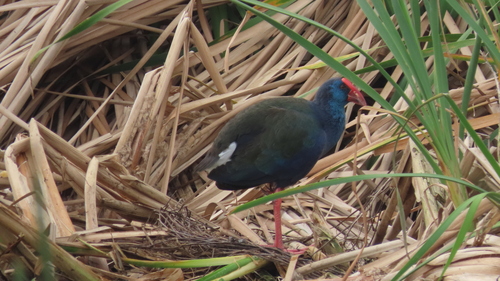 iNaturalist image