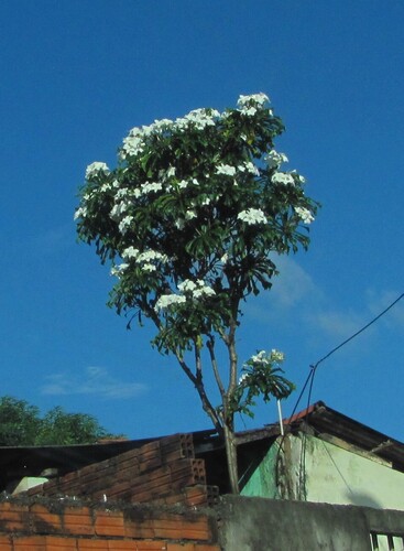 Plumeria pudica