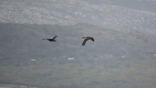 iNaturalist image