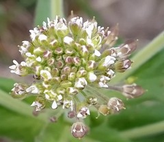 Lepidium campestre