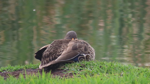 iNaturalist image