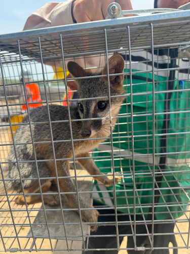 Gray Fox (Urocyon cinereoargenteus)