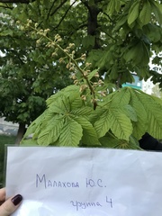 Aesculus hippocastanum