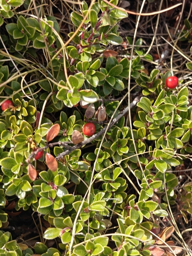 bearberry