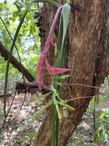 Billbergia distachia, photograph 3