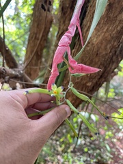 Billbergia distachia, photograph (c) bruno_san1409, some rights reserved (CC BY-SA)