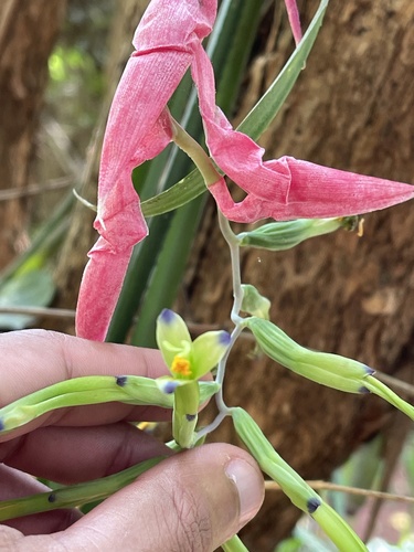 Billbergia distachia, photograph 5