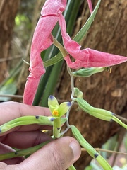 Billbergia distachia, photograph (c) bruno_san1409, some rights reserved (CC BY-SA)