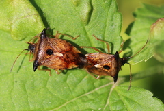 Elasmucha ferrugata