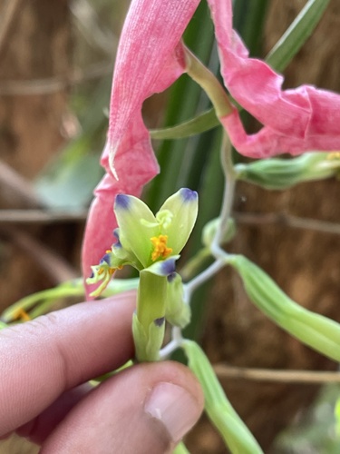 Billbergia distachia, photograph 6