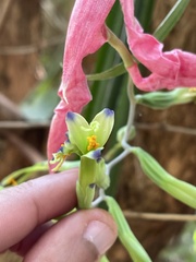 Billbergia distachia, photograph (c) bruno_san1409, some rights reserved (CC BY-SA)