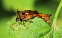 Elasmucha ferrugata