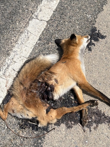 Red Fox
