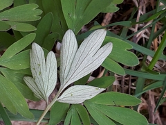 Peronospora corydalis