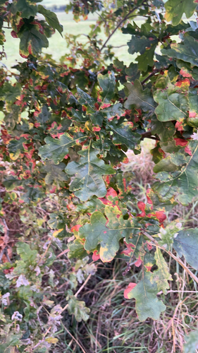 English oak