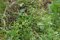 Myosotis sparsiflora
